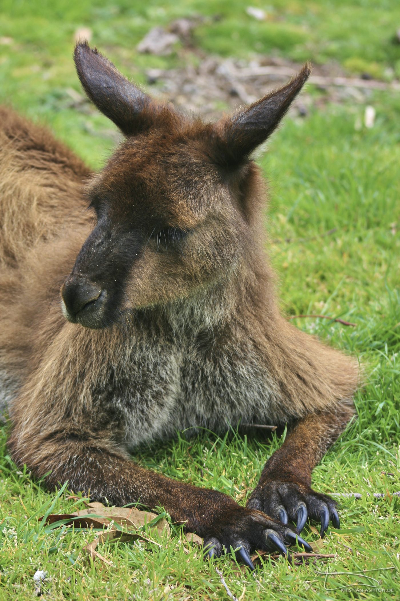 Ausflug zum Cleland Wildlife Park, um Ralph die "gefährlichen" Tiere zu zeigen