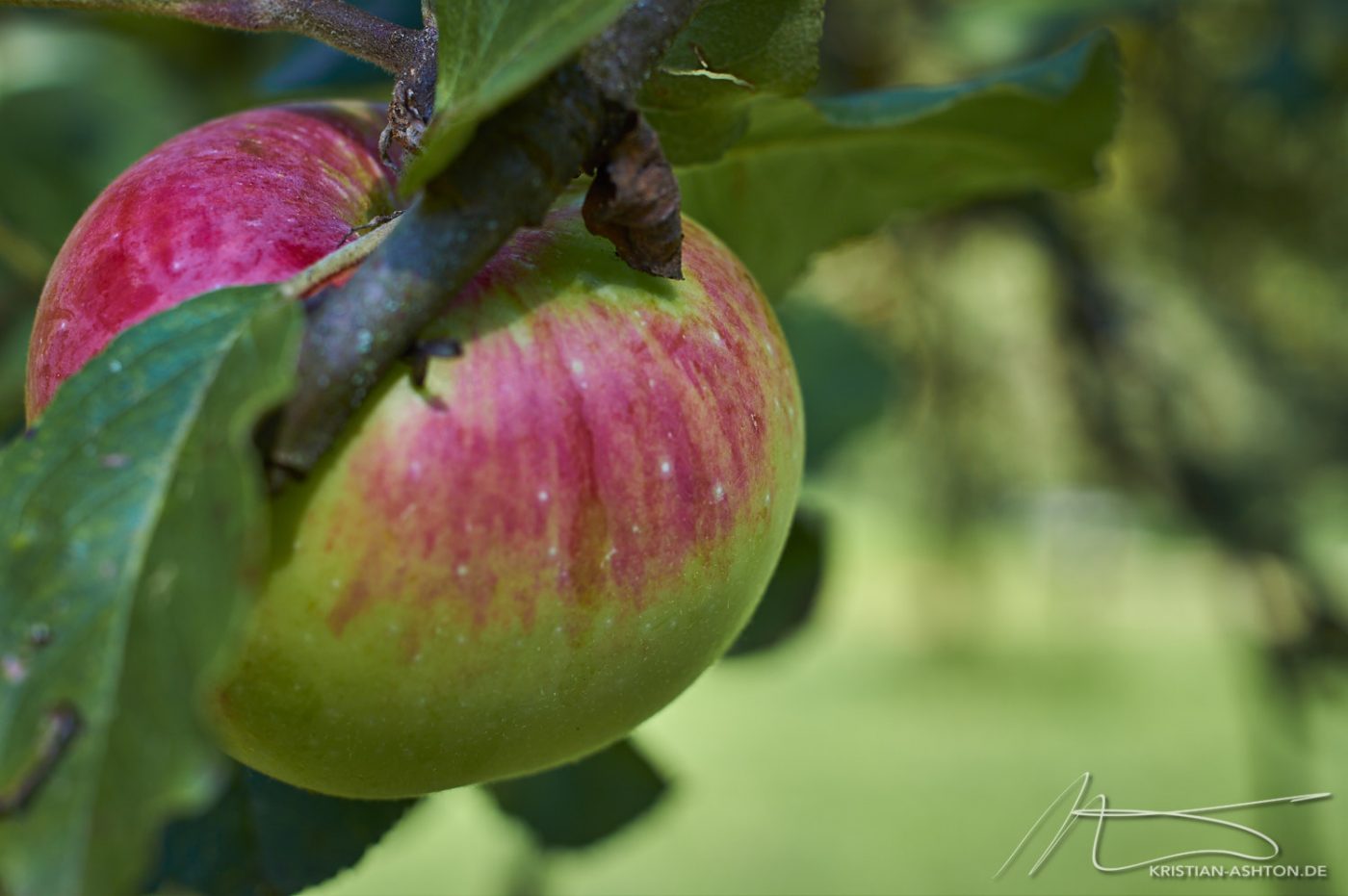 Ein schöner Apfel