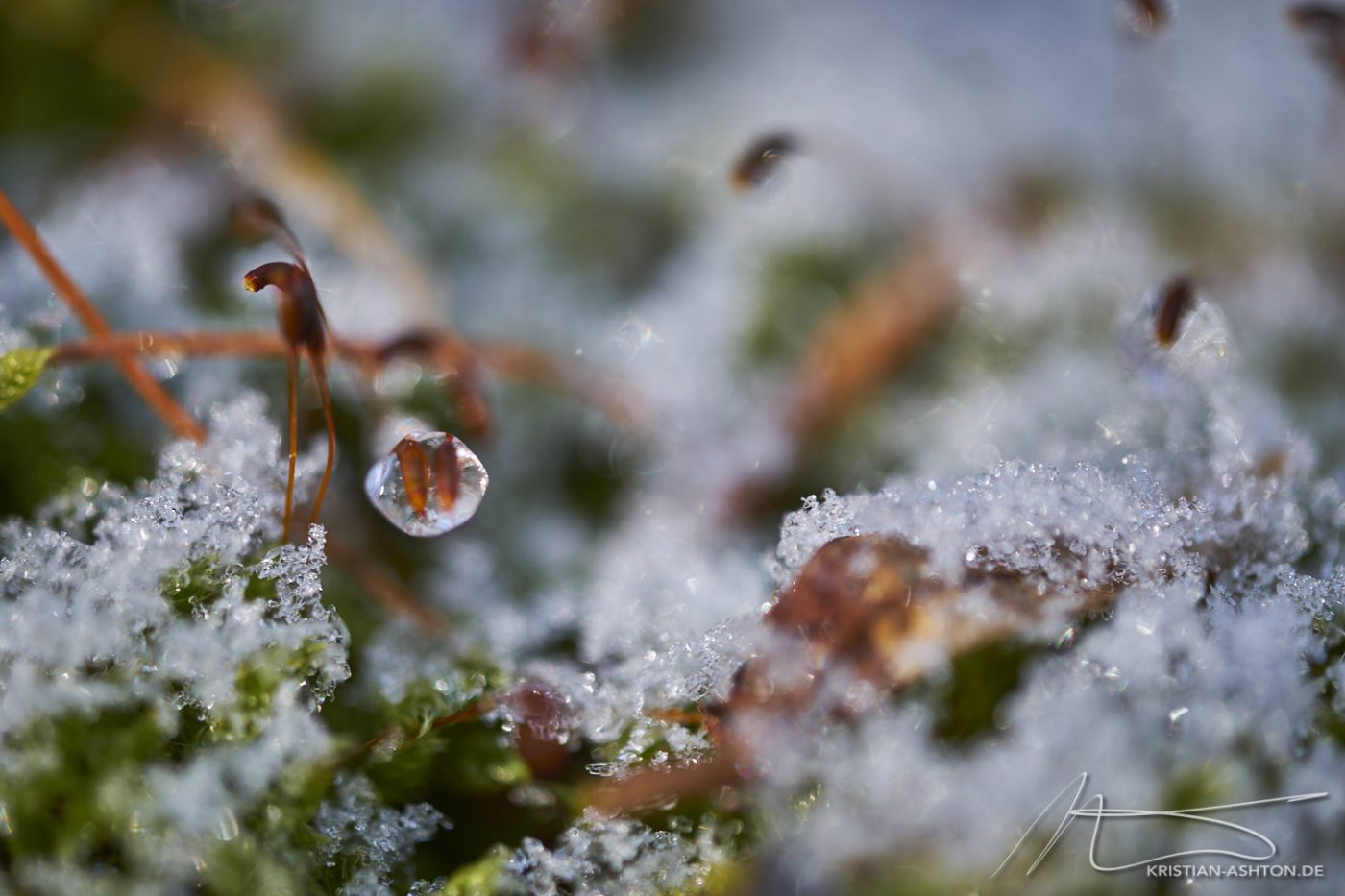 Spielereien mit meinem neuen Fuji 80mm Makro im Silberwald