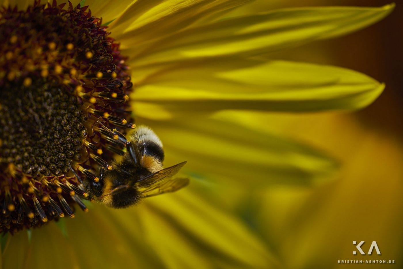 Eine süße Hummel genießt die Zeit der Sonnenblumen